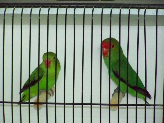 agaporns taranta.jpg